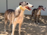 Mari et Sara, deux chiennes à adopter ensemble en refuge