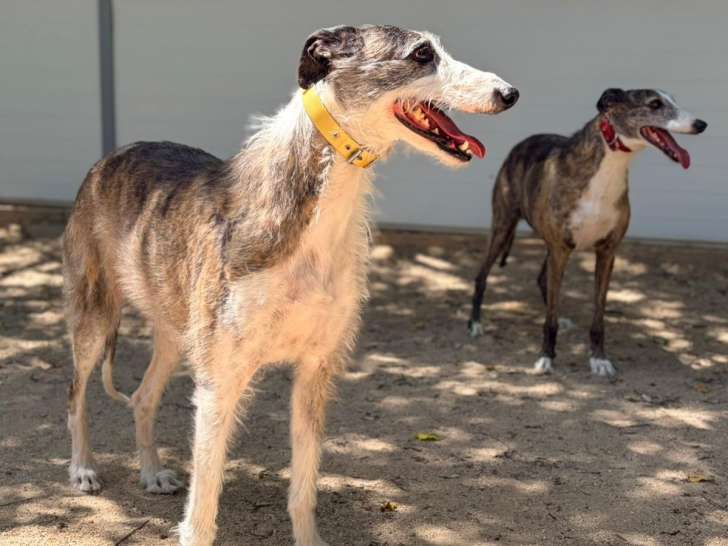 Mari et Sara, deux chiennes à adopter ensemble en refuge