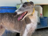 Mari et Sara, deux chiennes à adopter ensemble en refuge