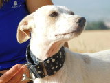 Puck, chien de 9 kg de tendresse à adopter en refuge