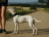 Puck, chien de 9 kg de tendresse à adopter en refuge