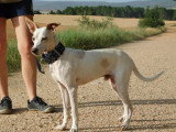 Puck, chien de 9 kg de tendresse à adopter en refuge