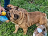 Bouledogue Français mâle LOF confirmé disponible pour saillie