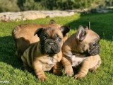 Bouledogue Français mâle LOF confirmé disponible pour saillie