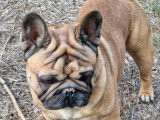 Bouledogue Français mâle LOF confirmé disponible pour saillie