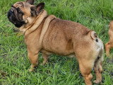 Bouledogue Français mâle LOF confirmé disponible pour saillie
