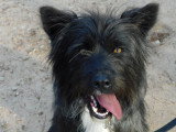 Miren, jeune chienne à adopter en association