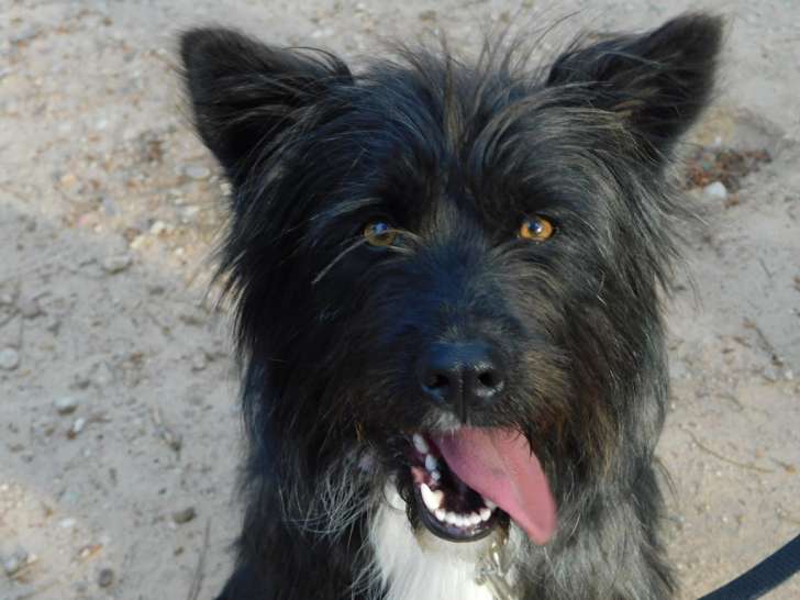 Miren, jeune chienne à adopter en association