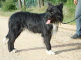 Miren, jeune chienne à adopter en association