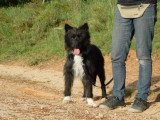 Miren, jeune chienne à adopter en association