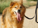 Reia, chienne exceptionnelle à adopter en refuge