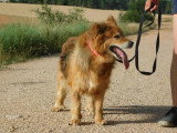 Reia, chienne exceptionnelle à adopter en refuge