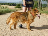 Reia, chienne exceptionnelle à adopter en refuge