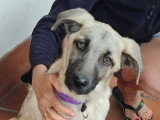 Taca, chiot femelle merveilleuse à adopter en association