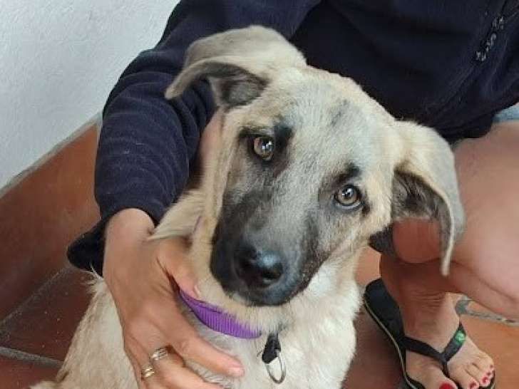 Taca, chiot femelle merveilleuse à adopter en association