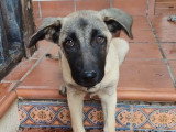 Taca, chiot femelle merveilleuse à adopter en association