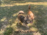 Chouchou suivie de sa fille