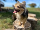 Très belle chienne Chihuahua adulte à placer pour retraite