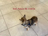 Très belle chienne Chihuahua adulte à placer pour retraite