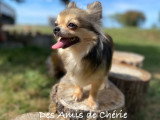 Très belle chienne Chihuahua adulte à placer pour retraite