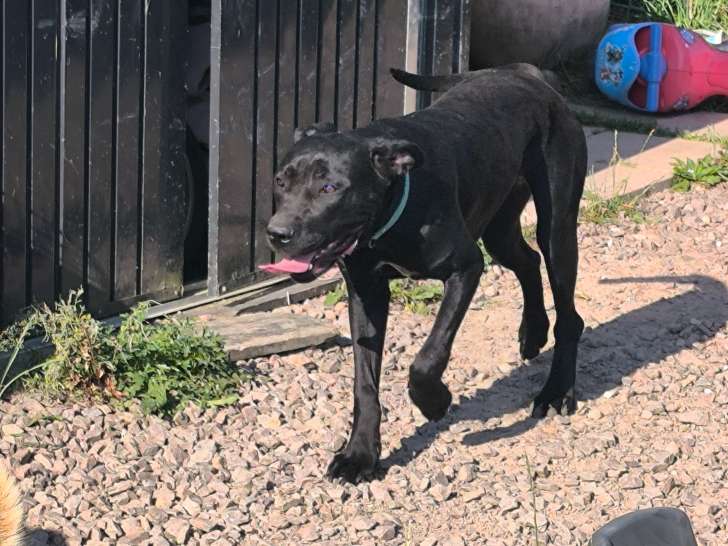 Chienne Cane Corso LOF à vendre