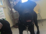 Chienne Cane Corso LOF à vendre
