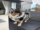 Mâle Spitz Nain merle tan disponible pour saillie à Caen