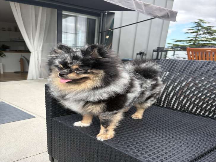 Mâle Spitz Nain merle tan disponible pour saillie à Caen