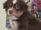 Magnifiques chiots Berger Australien à vendre