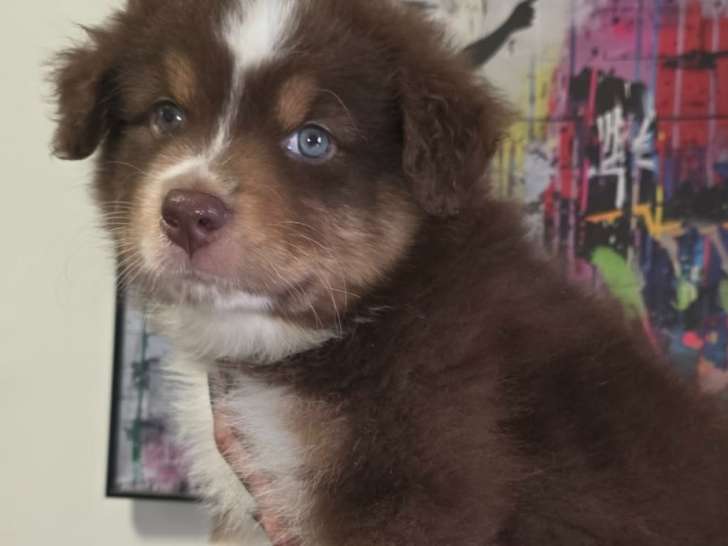 Magnifiques chiots Berger Australien à vendre
