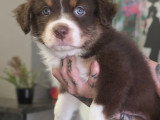 Magnifiques chiots Berger Australien à vendre