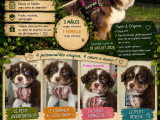 Magnifiques chiots Berger Australien à vendre