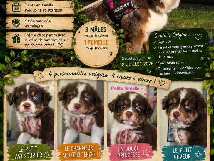 Magnifiques chiots Berger Australien à vendre