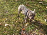 Mâle Bouledogue Français disponible pour saillie