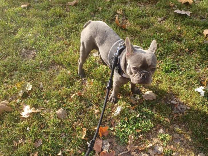 Mâle Bouledogue Français disponible pour saillie