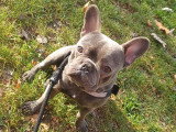 Mâle Bouledogue Français disponible pour saillie