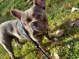 Mâle Bouledogue Français disponible pour saillie