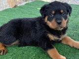 6 chiots Rottweiler LOF nés en mai 2026 à réserver