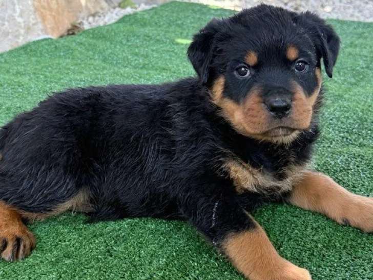 6 chiots Rottweiler LOF nés en mai 2026 à réserver