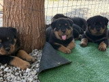 6 chiots Rottweiler LOF nés en mai 2026 à réserver