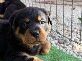 6 chiots Rottweiler LOF nés en mai 2026 à réserver