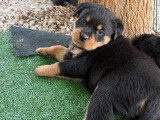 6 chiots Rottweiler LOF nés en mai 2026 à réserver