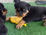6 chiots Rottweiler LOF nés en mai 2026 à réserver