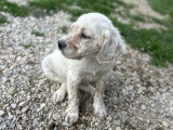 8 chiots Setter Anglais lemon LOF d'avril 2026 à vendre