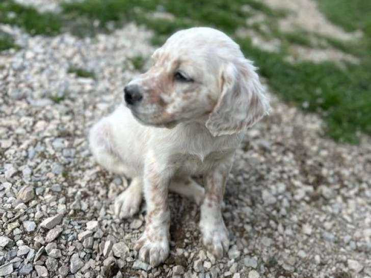 8 chiots Setter Anglais lemon LOF d'avril 2026 à vendre