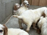 8 chiots Setter Anglais lemon LOF d'avril 2026 à vendre