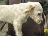8 chiots Setter Anglais lemon LOF d'avril 2026 à vendre