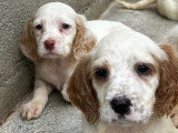 8 chiots Setter Anglais lemon LOF d'avril 2026 à vendre