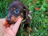 3 chiots femelles Teckel nain à vendre non LOF nés en juin 2026