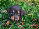 3 chiots femelles Teckel nain à vendre non LOF nés en juin 2026